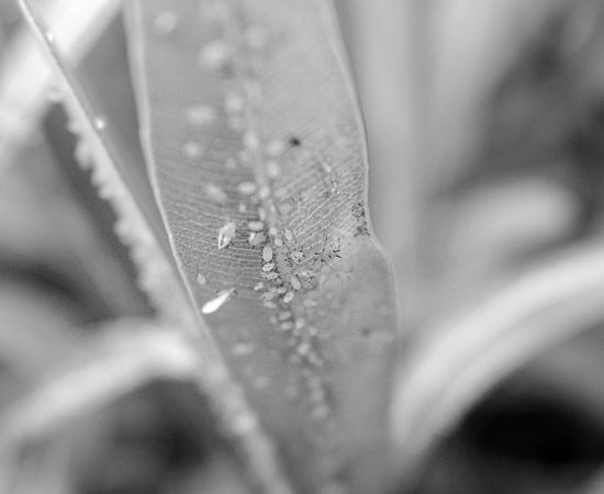 planta infestada con la mosca blanca de marihuana